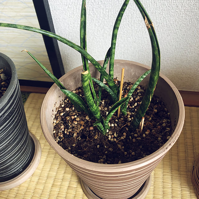 hanachanさんの部屋