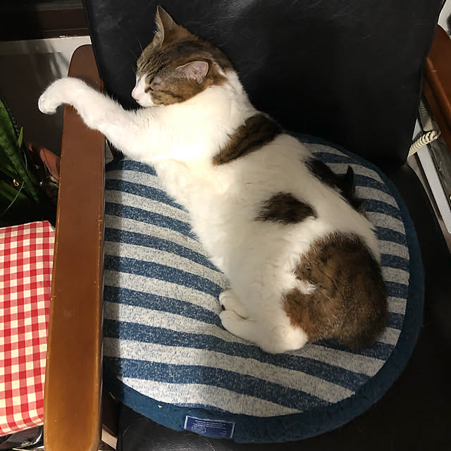 arayanさんの実例写真