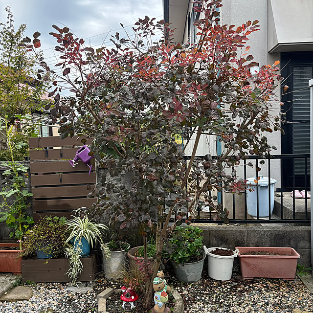 chIoeさんの実例写真