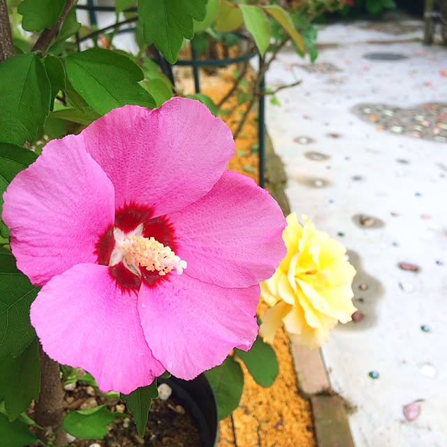 HappyRoseさんの実例写真