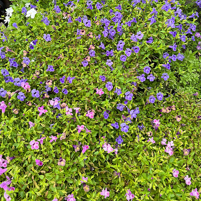 mamizaさんの部屋