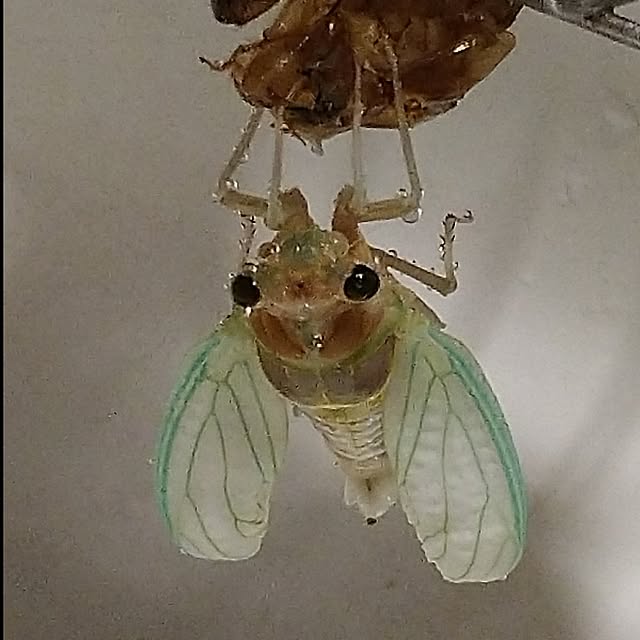 5160ksさんの実例写真