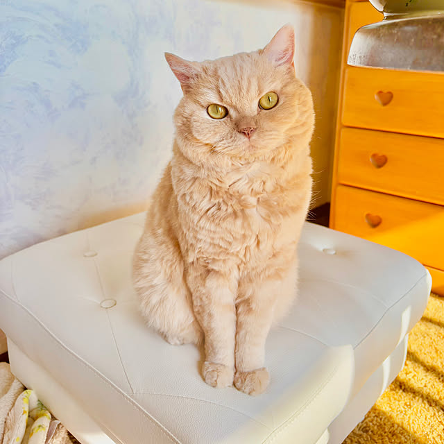 naokoさんの実例写真