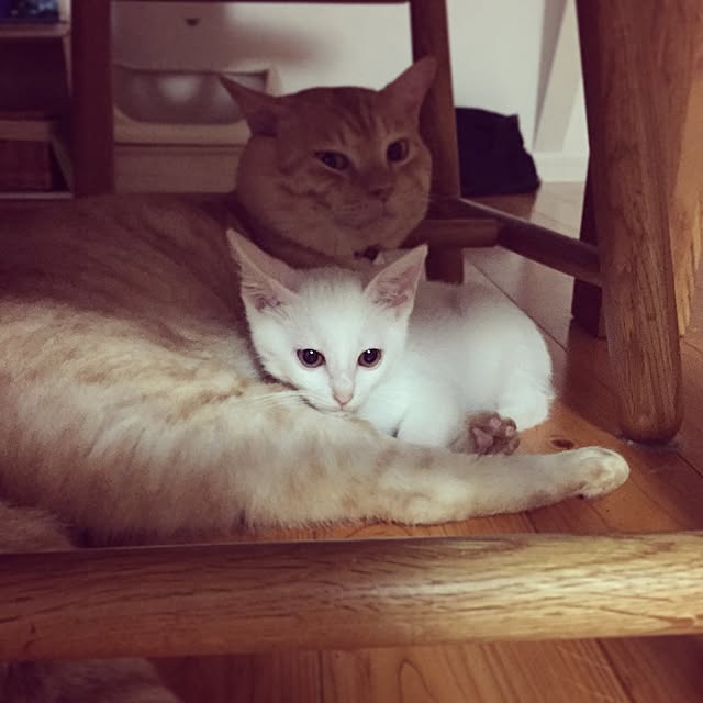 chiimalさんの実例写真