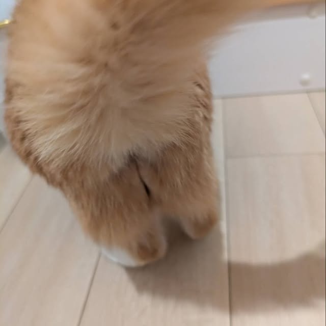 minnieさんの部屋