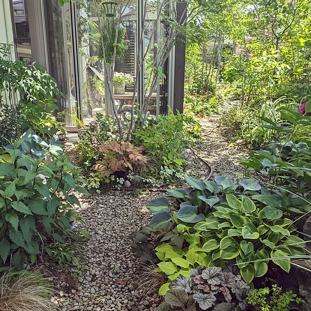 壁/天井/2025.6.5/庭/サンルーム/自分で植えた木と草花...などのインテリア実例 - 2025-06-05 20:30:27