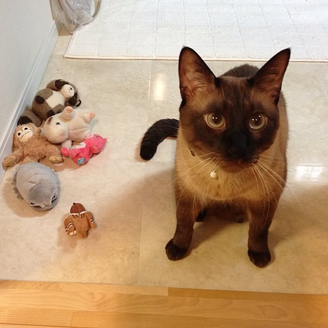 dodoさんの実例写真