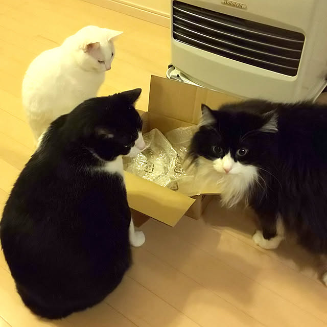 リビング/３猫のインテリア実例 - 2020-02-22 22:11:50