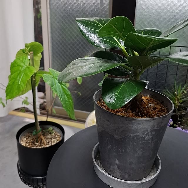 noaさんの部屋