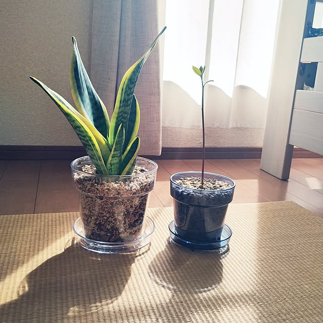 kana_ciiさんの実例写真