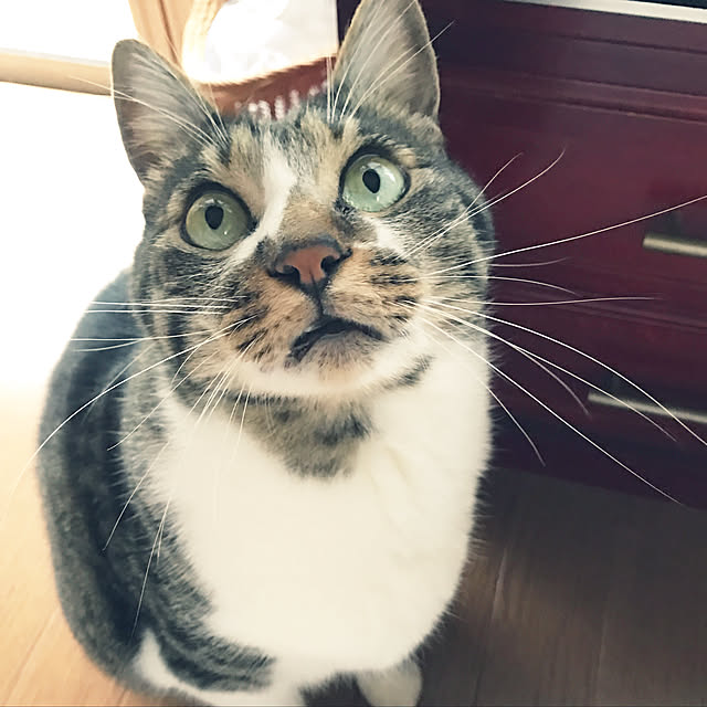 nikonikoさんの実例写真