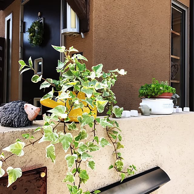 portulacaさんの実例写真
