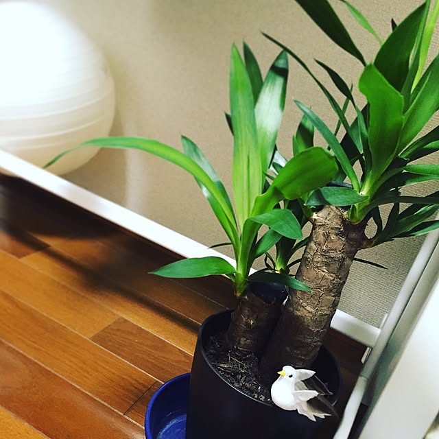 yoshi_lycopeneさんの実例写真