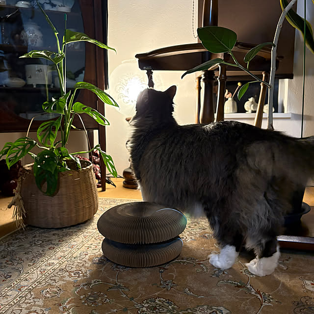 manonさんの実例写真