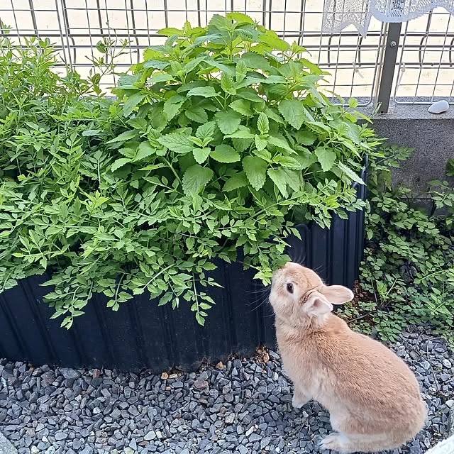 aiさんの実例写真