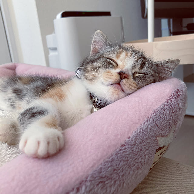 mouseさんの実例写真