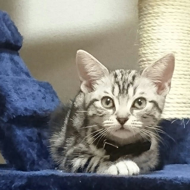 CatClipさんの実例写真