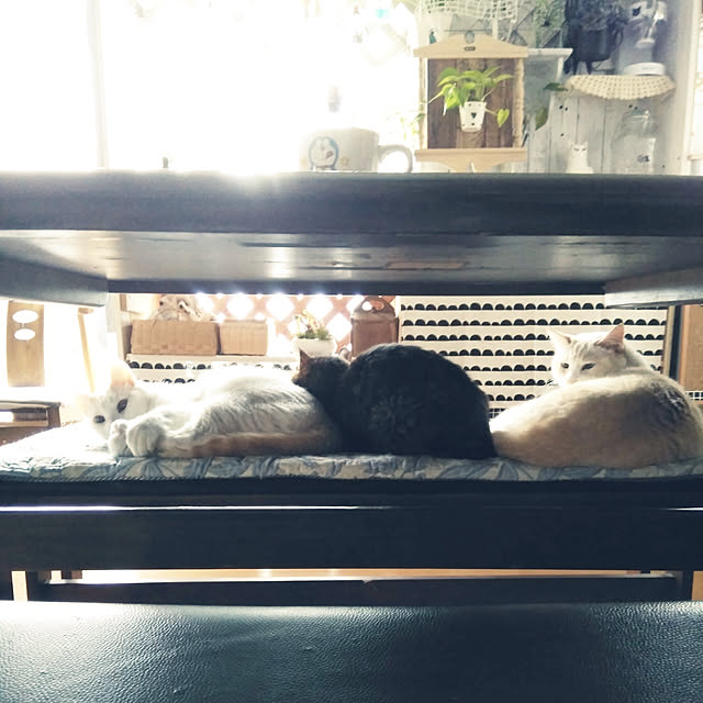 posauruさんの実例写真