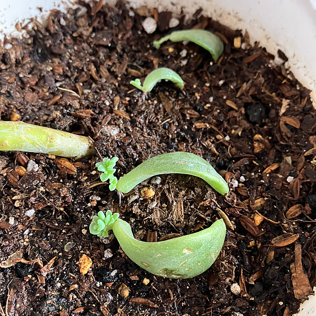 hikaruuさんの実例写真