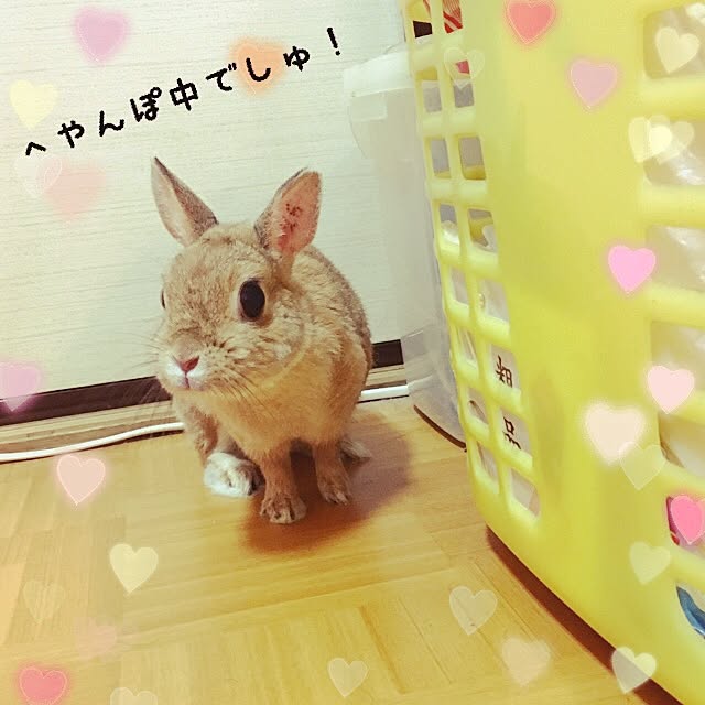 Mihoさんの実例写真