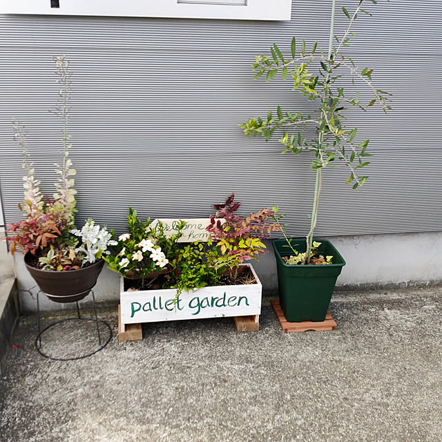 玄関/入り口/DIY/観葉植物/植物/ダイソーのインテリア実例 - 2021-04-19 21:46:59