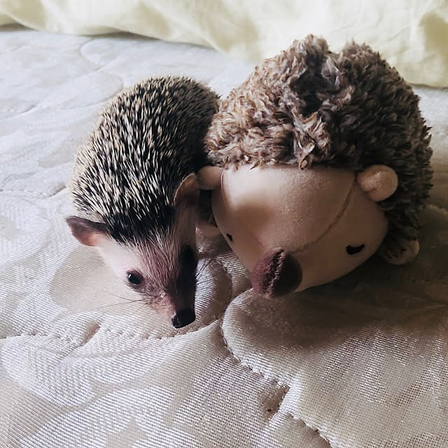 miiさんの実例写真
