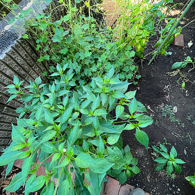 botanさんの部屋