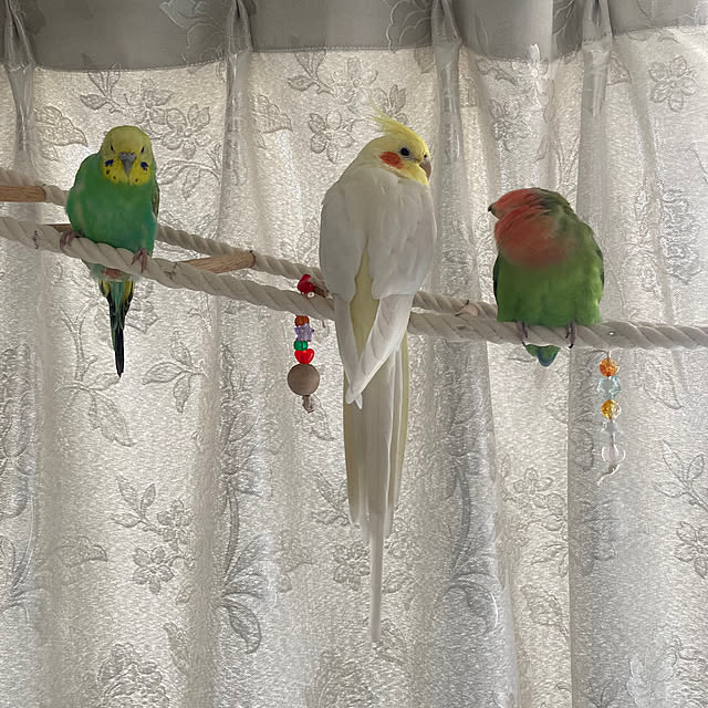 toratanさんの実例写真