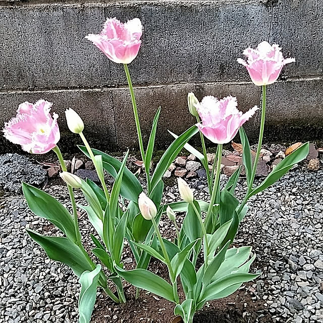 hiroさんの実例写真