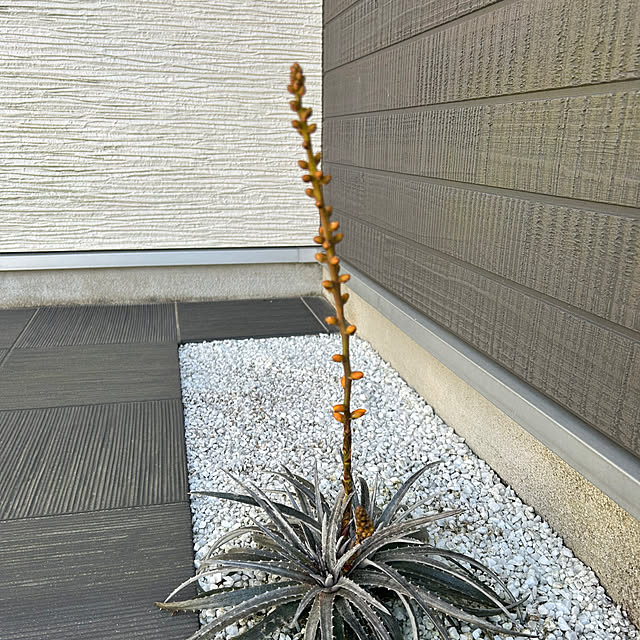 shokuchudokuさんの部屋
