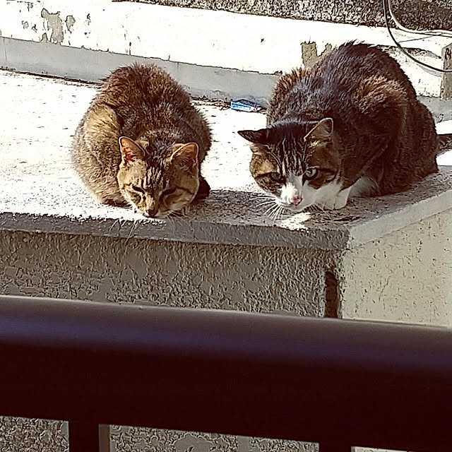 noaさんの実例写真