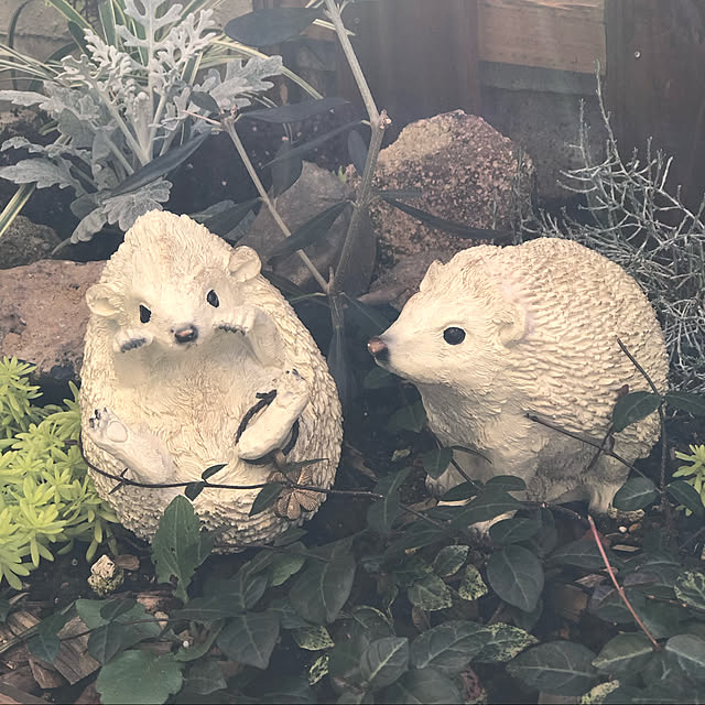 rromomo1さんの実例写真