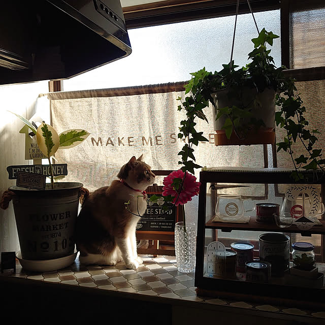 fukuさんの実例写真