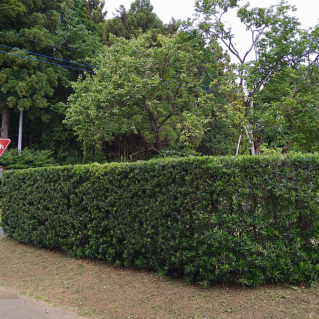 y.ebihara0811さんの実例写真