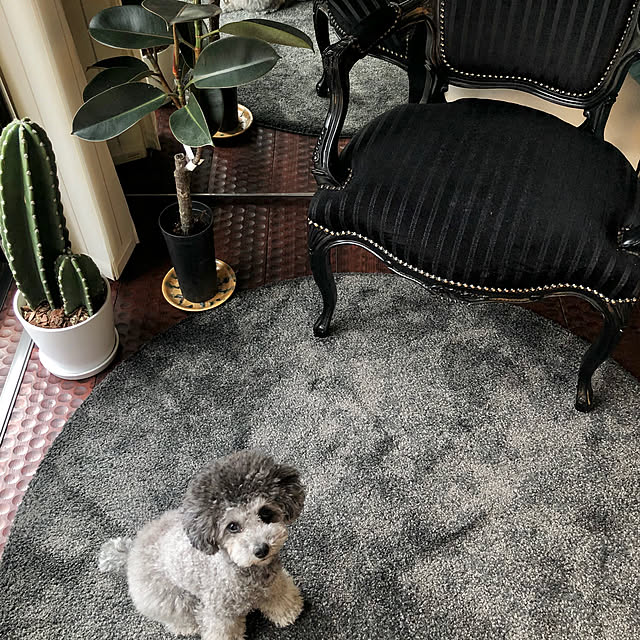 doscoiさんの実例写真