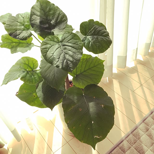 morico.さんの実例写真