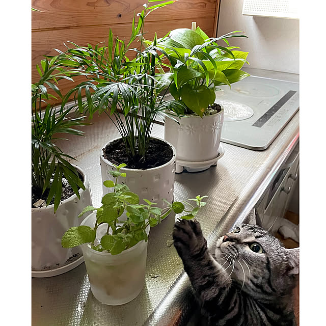 yumiさんの実例写真
