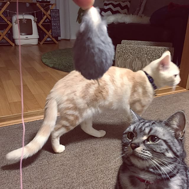 hiyupan88さんの実例写真