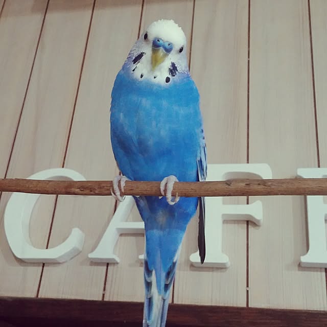 opiopiopiさんの実例写真