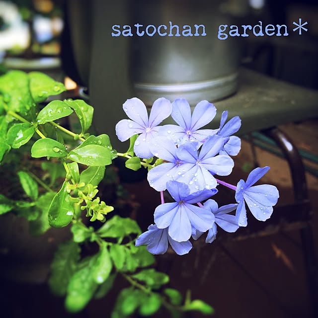 satochanさんの実例写真