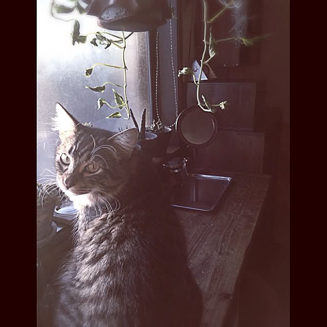 jnkaiさんの実例写真