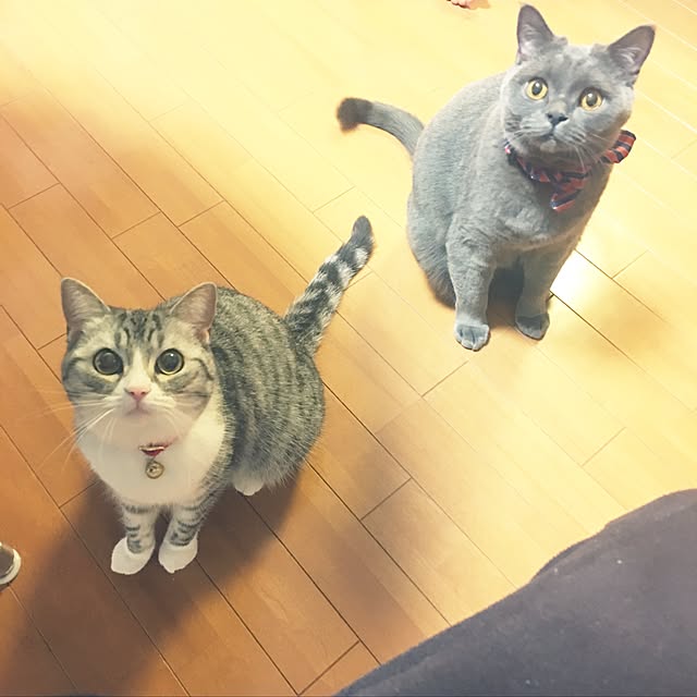 Shojiさんの実例写真