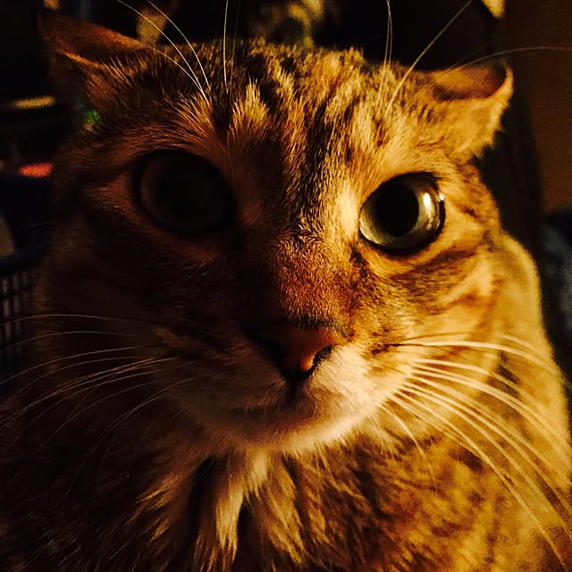 MASAさんの実例写真