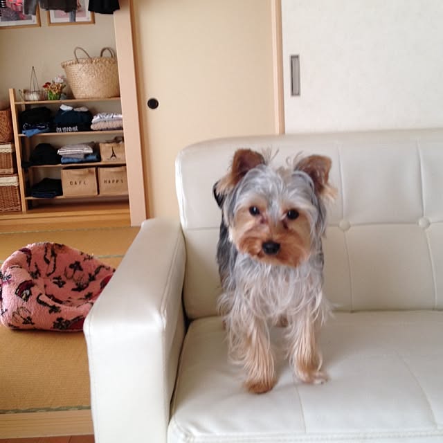 mayuoさんの実例写真