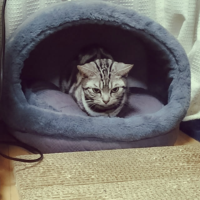CatClipさんの実例写真