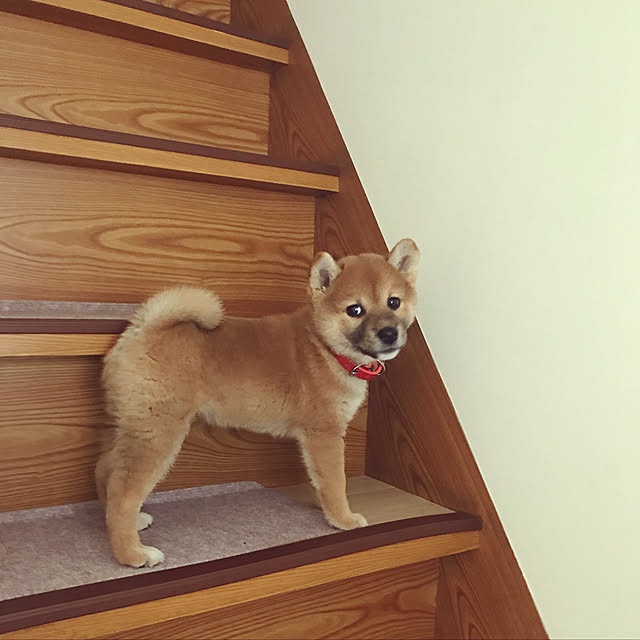 shiotanさんの実例写真