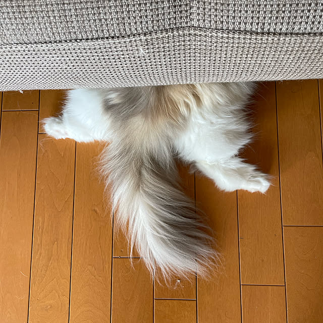 chomittさんの実例写真