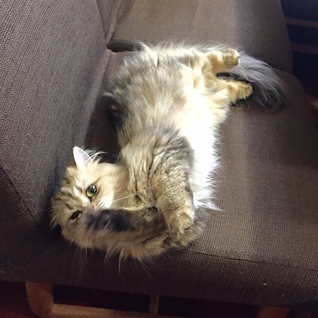 butachanさんの実例写真