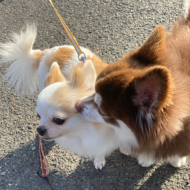 chIoeさんの実例写真