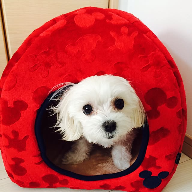 maru-cheeさんの実例写真